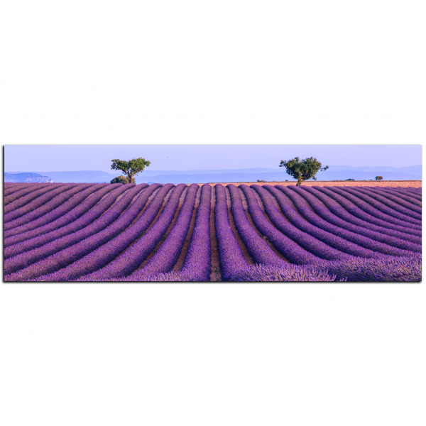 Obraz na plátně - Levandulové pole v létě - panoráma